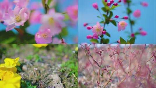 春天来了花朵盛开草木植被风景视频素材高清在线视频素材下载