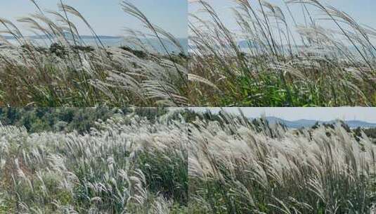 芦花野草山坡海滨大风高清在线视频素材下载