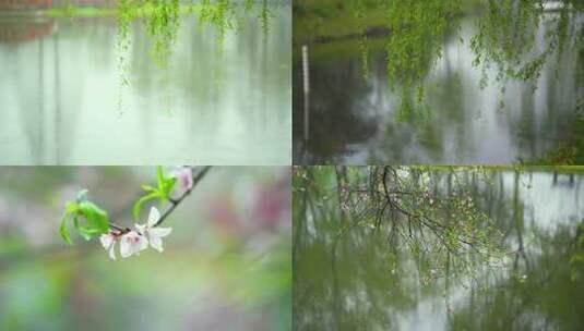 春天下雨唯美清新空镜雨景4k花草植物素材高清在线视频素材下载