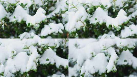 冬天雪景树林雾凇高清在线视频素材下载