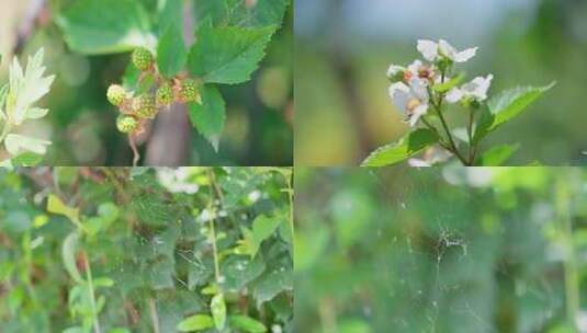 桑葚植物果实花朵特写高清在线视频素材下载