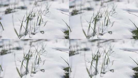 冬天小麦植物与雪覆盖农民的田地的电影镜头高清在线视频素材下载