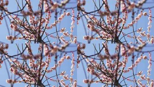 春天阳光下盛开绽放的梅花花簇花朵高清在线视频素材下载