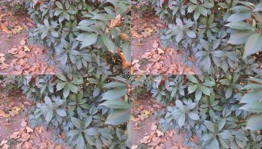 户外绿植特写高清在线视频素材下载
