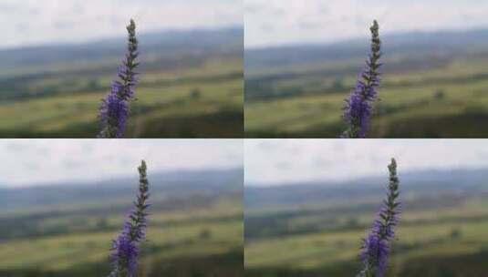 野花植物的特写镜头高清在线视频素材下载