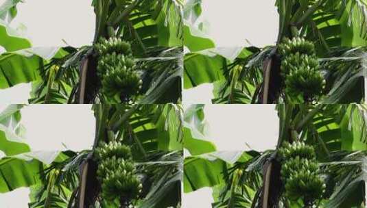 香蕉树里的香蕉特写景观高清在线视频素材下载