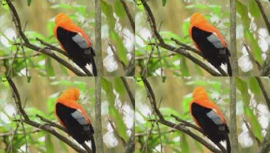 黑橙相间的雀栖息在树上高清在线视频素材下载