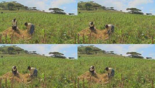 两名妇女在非洲农田里工作高清在线视频素材下载