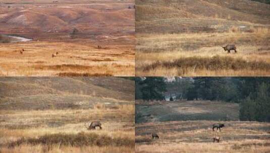 牧场山上吃草的麋鹿高清在线视频素材下载
