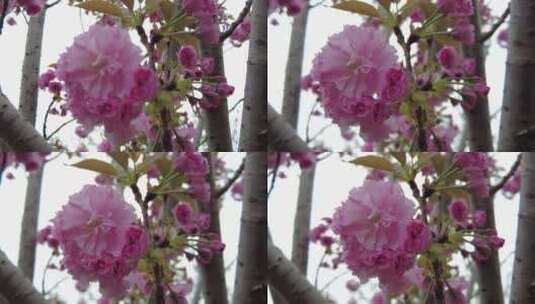 上海顾村公园樱花4K实拍高清在线视频素材下载