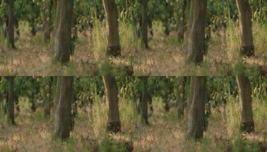 森林里奔跑的一只小狗高清在线视频素材下载