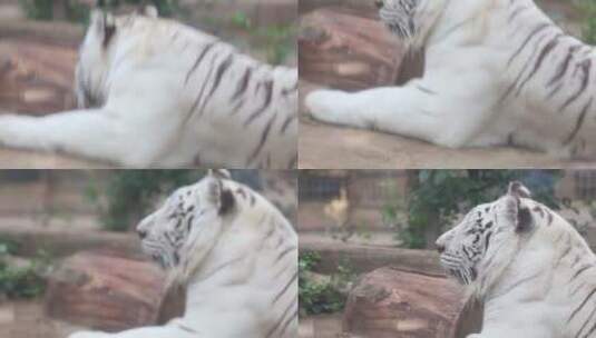 济南动物园动物悠闲的动物们高清在线视频素材下载