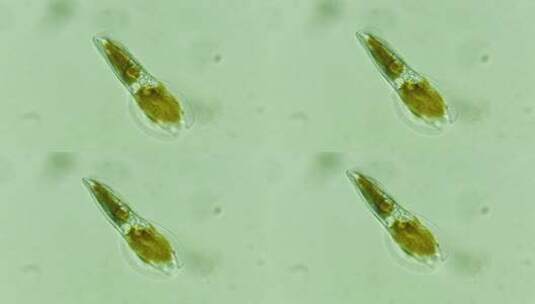 科研素材 微生物原生生物硅藻 3高清在线视频素材下载