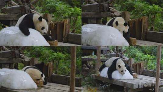 大熊猫趴在木头上休息高清在线视频素材下载