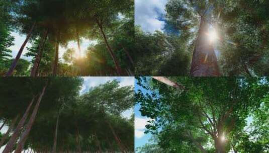 4K 阳光透过树林高清在线视频素材下载