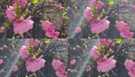 开花鲜艳花朵花蕊花瓣高清在线视频素材下载