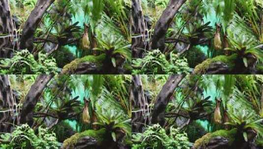 猪笼草食虫草珍稀植物热带雨林造景高清在线视频素材下载