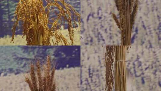 【镜头合集】水稻一束稻谷大米高清在线视频素材下载