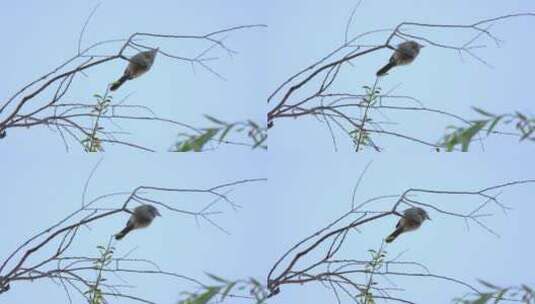 树枝上的小鸟 飞走的鸟儿高清在线视频素材下载