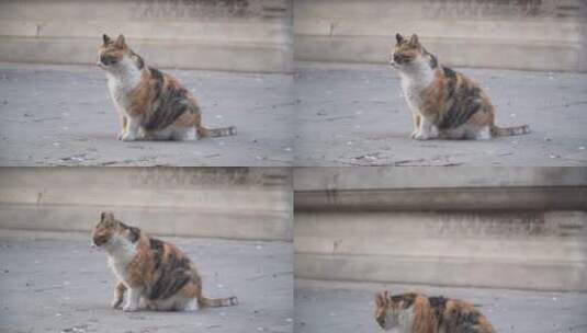 故宫里的御猫高清在线视频素材下载