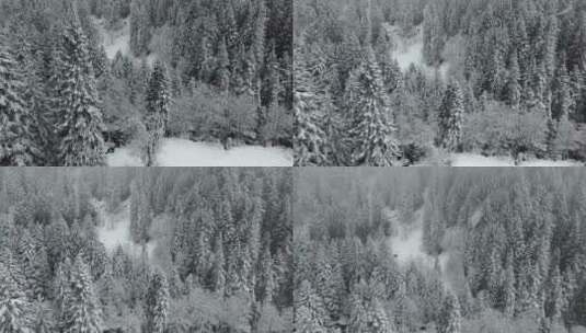 落在松林上的雪高清在线视频素材下载