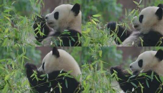 吃竹子的大熊猫高清在线视频素材下载