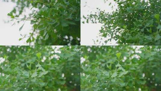 【原创】4K慢镜头银杏树叶绿色阳光高清在线视频素材下载