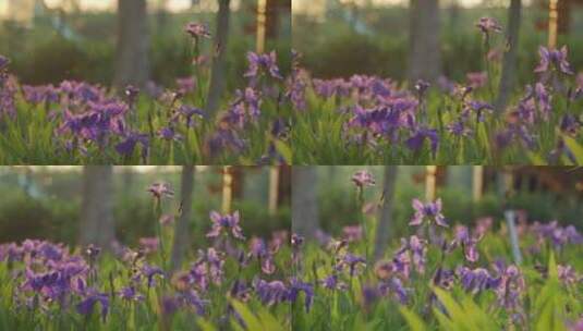 晨光和紫色花丛高清在线视频素材下载