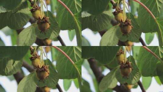 威海正棋山绿叶丛中的猕猴桃幼果高清在线视频素材下载