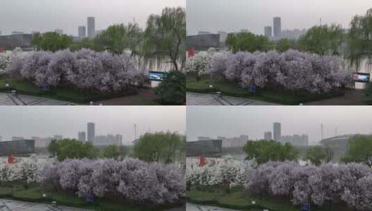 洛阳植物园樱花万物复苏春天公园道路航拍高清在线视频素材下载