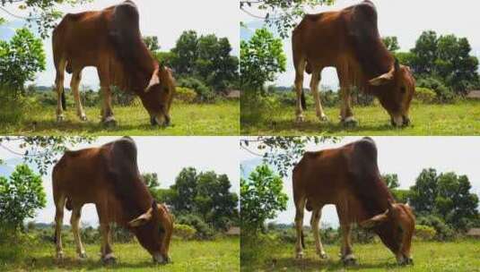 农场里一只吃草的大牛高清在线视频素材下载