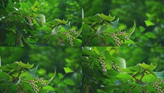 夏日阳光绿叶果实高清在线视频素材下载