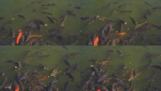 河边喂食锦鲤鱼高清在线视频素材下载