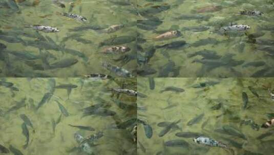 在池塘里游泳的鱼高清在线视频素材下载
