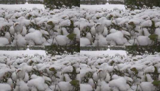 下雪积雪空镜高清在线视频素材下载