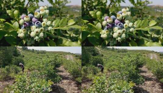 蓝莓种植高清在线视频素材下载