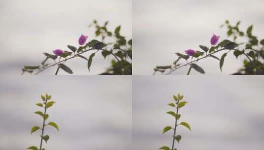 【空镜】4K-植物-三角梅-水边光影-特写高清在线视频素材下载