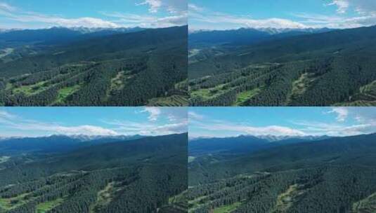 祁连山国家公园夏季航拍4K高清在线视频素材下载