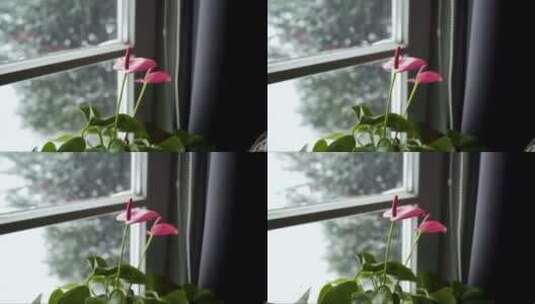 窗台上美丽的粉红色花卉和外面的雪高清在线视频素材下载