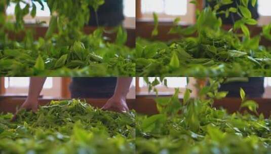 升格茶农晾晒新鲜采摘的茶叶高清在线视频素材下载