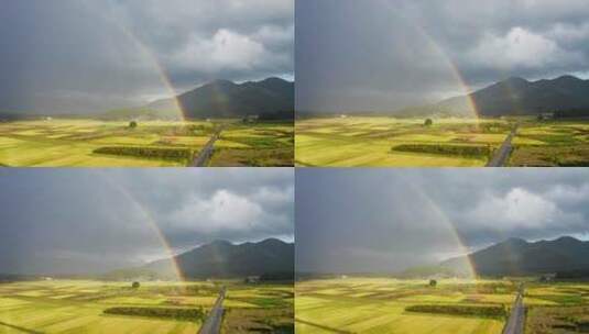 雨后金黄稻田中的彩虹高清在线视频素材下载