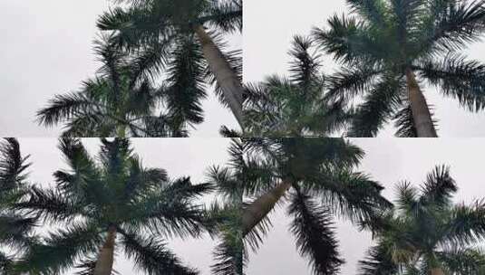 大自然 公园里的椰树高清在线视频素材下载