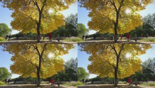 奥林匹克公园的银杏树高清在线视频素材下载