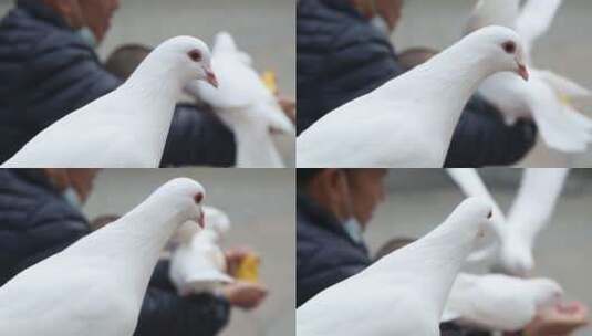 世博园可爱的鸽子高清在线视频素材下载