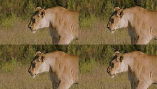 狮子在非洲草原猎食高清在线视频素材下载