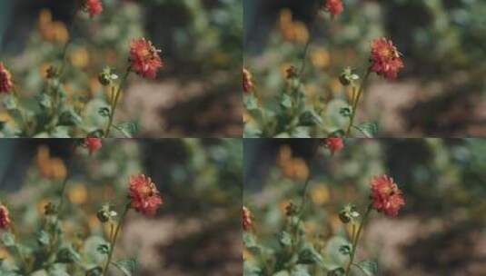 蜜蜂花朵高清在线视频素材下载