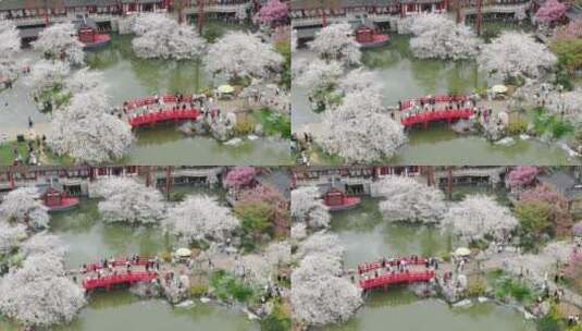 磨山樱花园高清在线视频素材下载