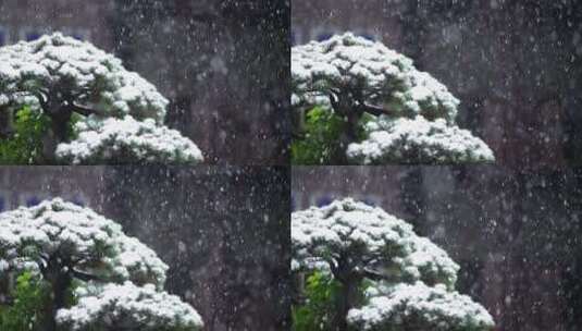冬天下雪花纷飞松树升格慢动作高清在线视频素材下载