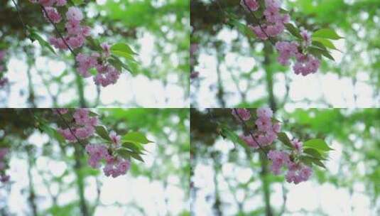 美丽的樱花高清在线视频素材下载