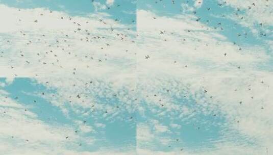 天空中飞翔的鸽子高清在线视频素材下载